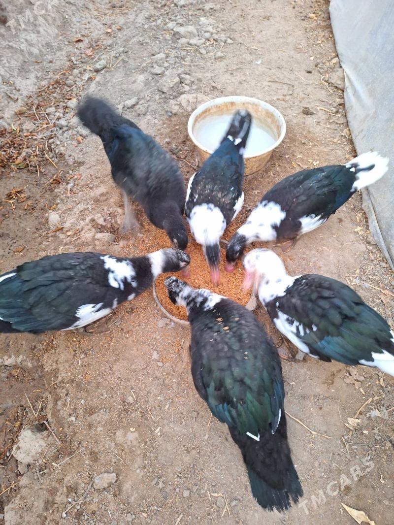 Ördek - Aşgabat - img 2