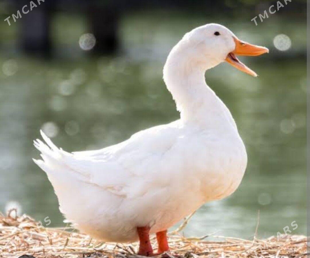 ordek gag gak - Ак-Бугдайский этрап - img 2