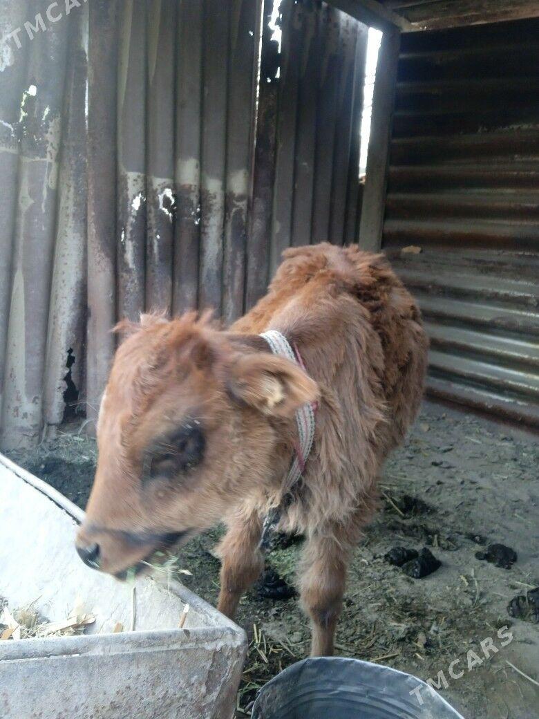 Gulajyn - Мары - img 2