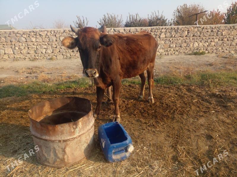 gysyr  sygyr - Бахарден - img 2