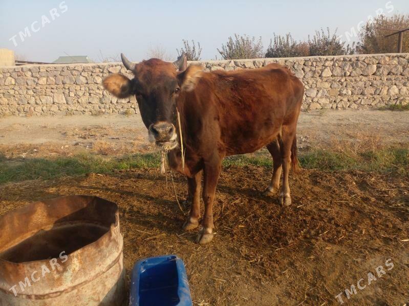 gysyr  sygyr - Бахарден - img 3