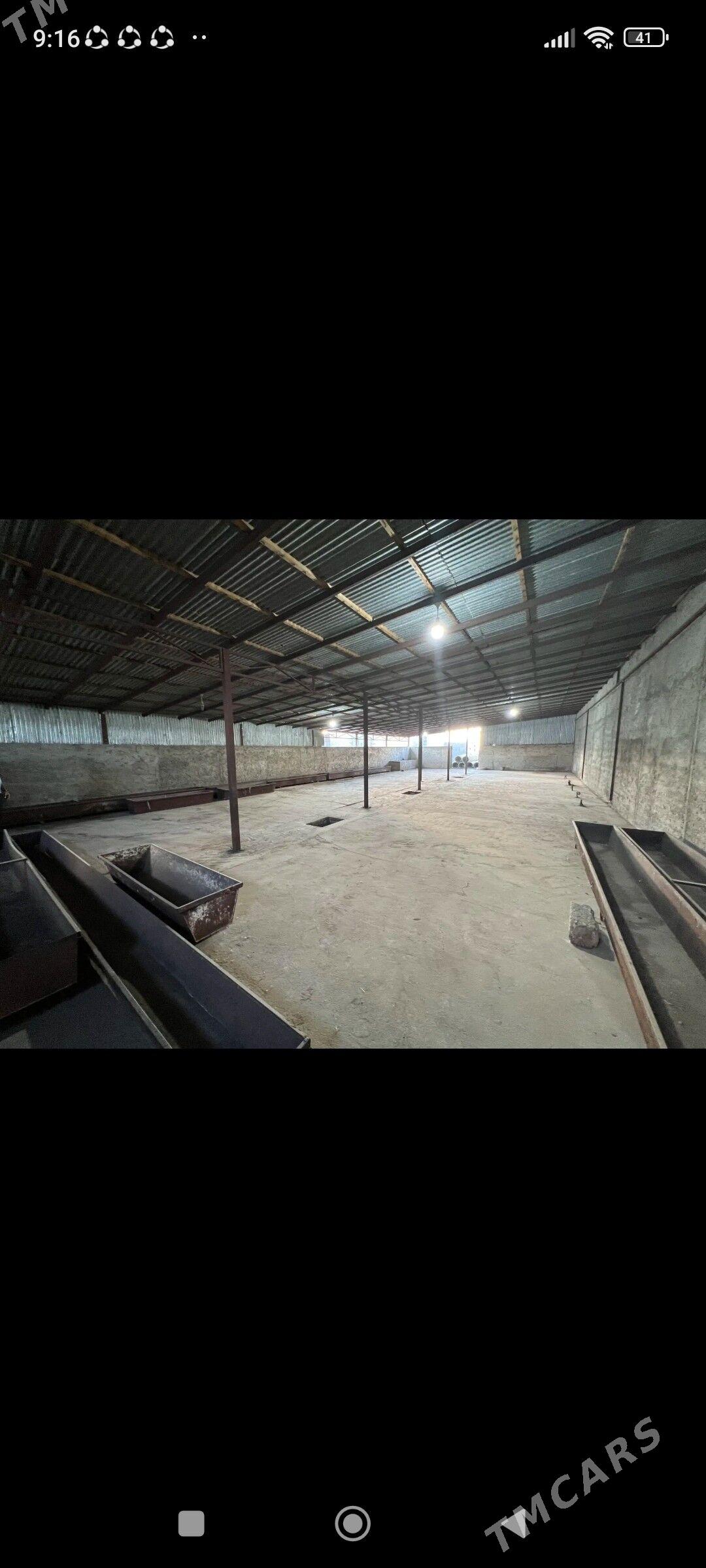 ferma we jay - Gyzylarbat - img 9