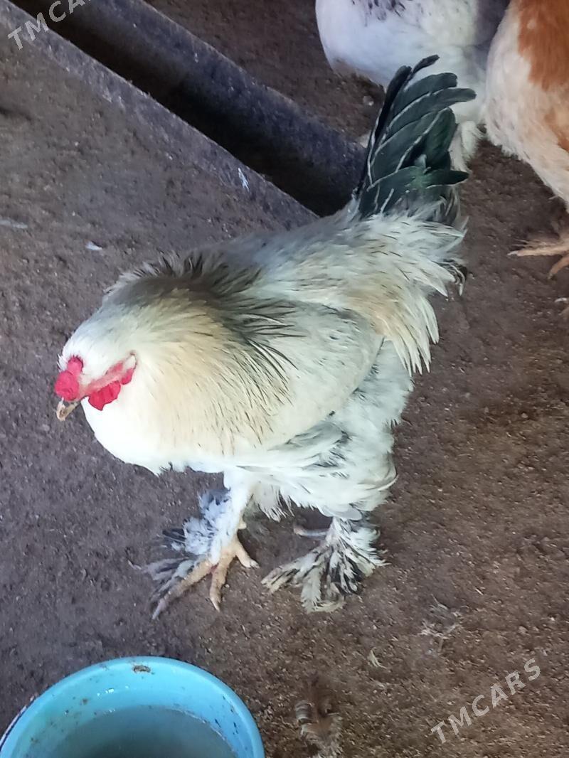 brama horozlar abmen bar - Бузмеин - img 3