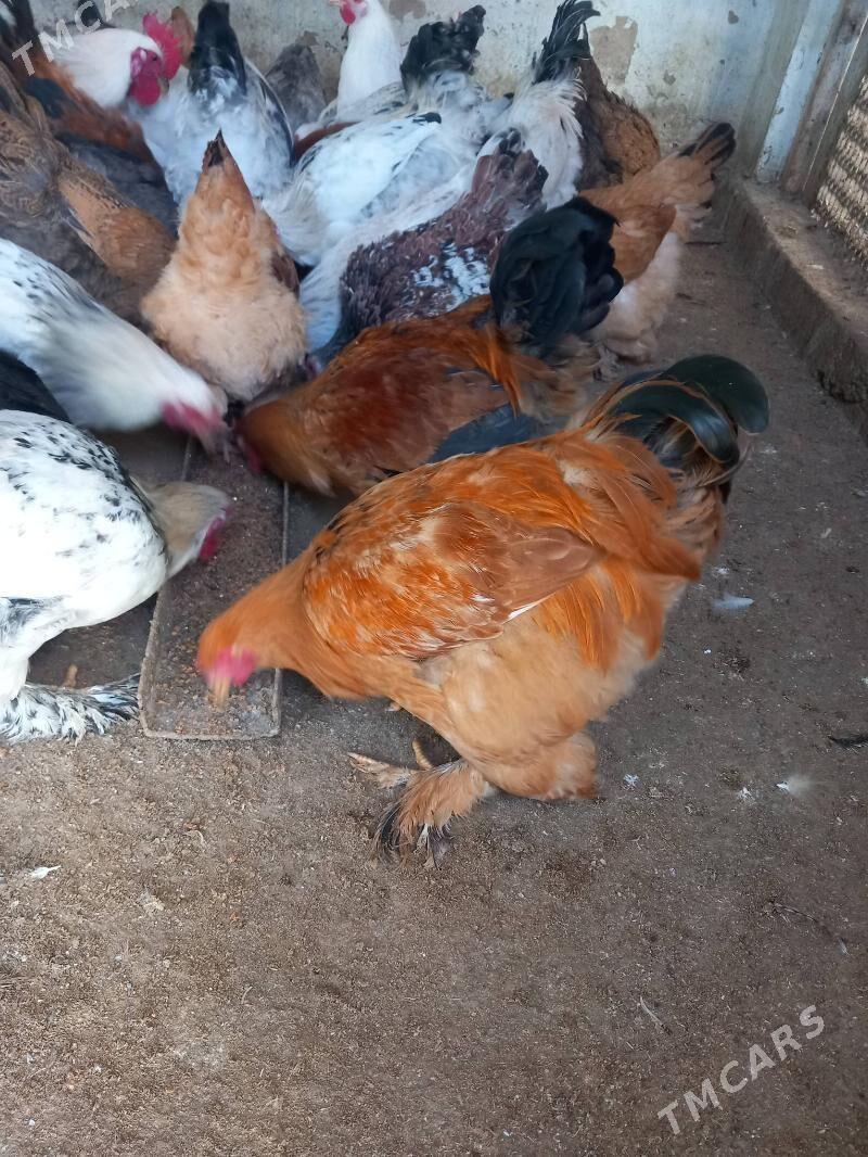 brama horozlar abmen bar - Бузмеин - img 2