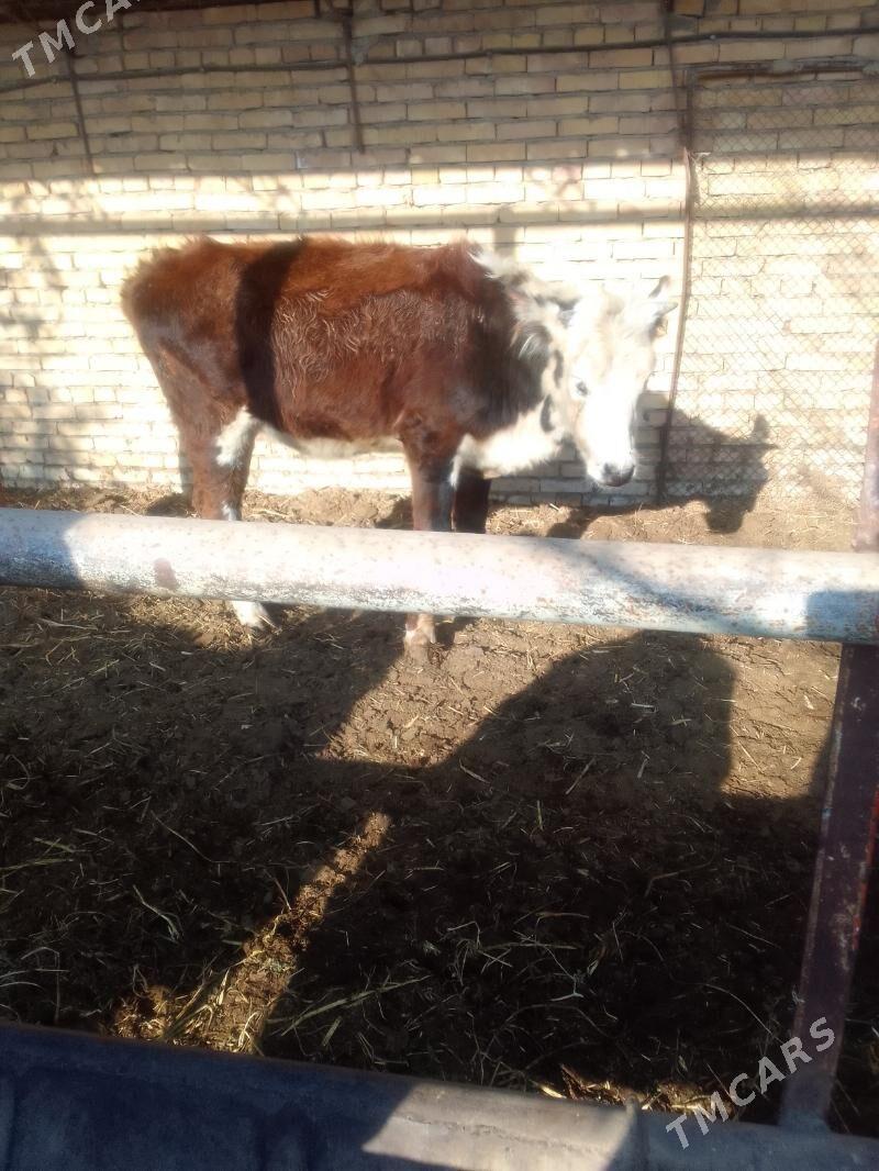 Gunajyn - Чарджоу - img 3