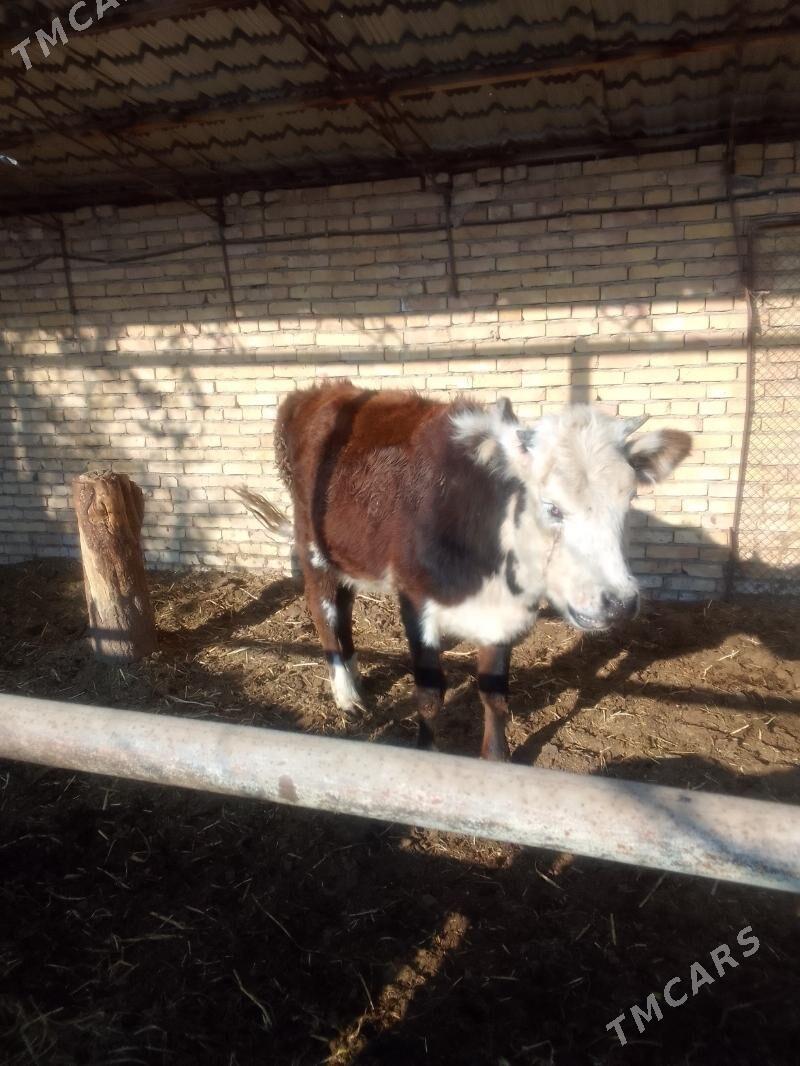 Gunajyn - Чарджоу - img 5