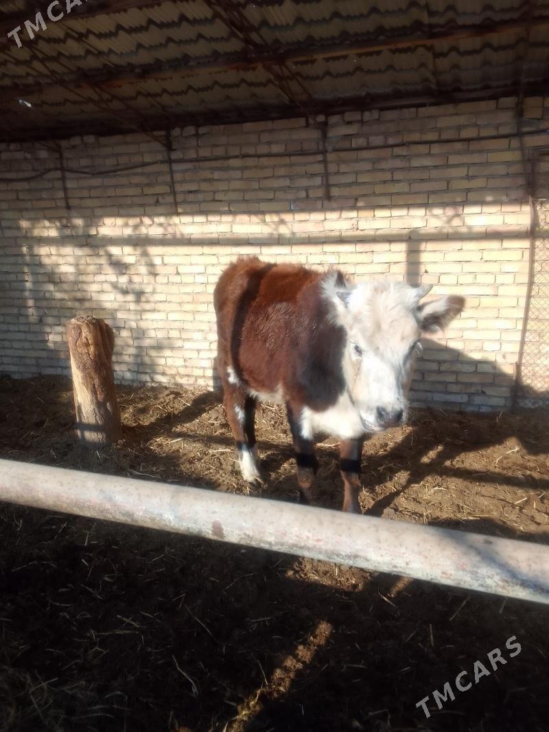 Gunajyn - Чарджоу - img 6