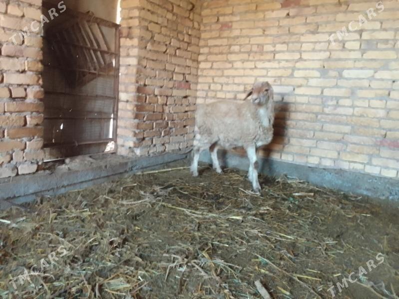 Goyun - Чарджоу - img 3