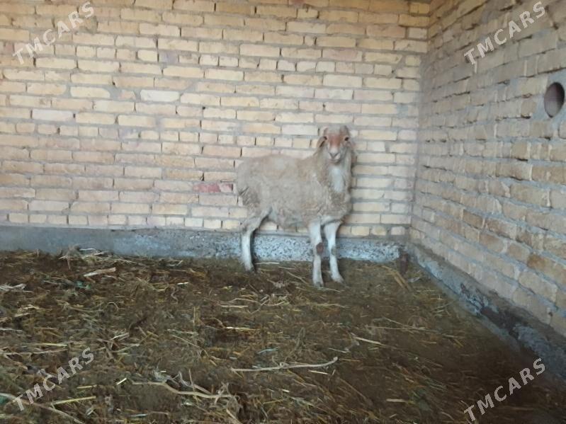 Goyun - Чарджоу - img 4