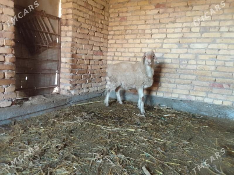 Goyun - Чарджоу - img 2