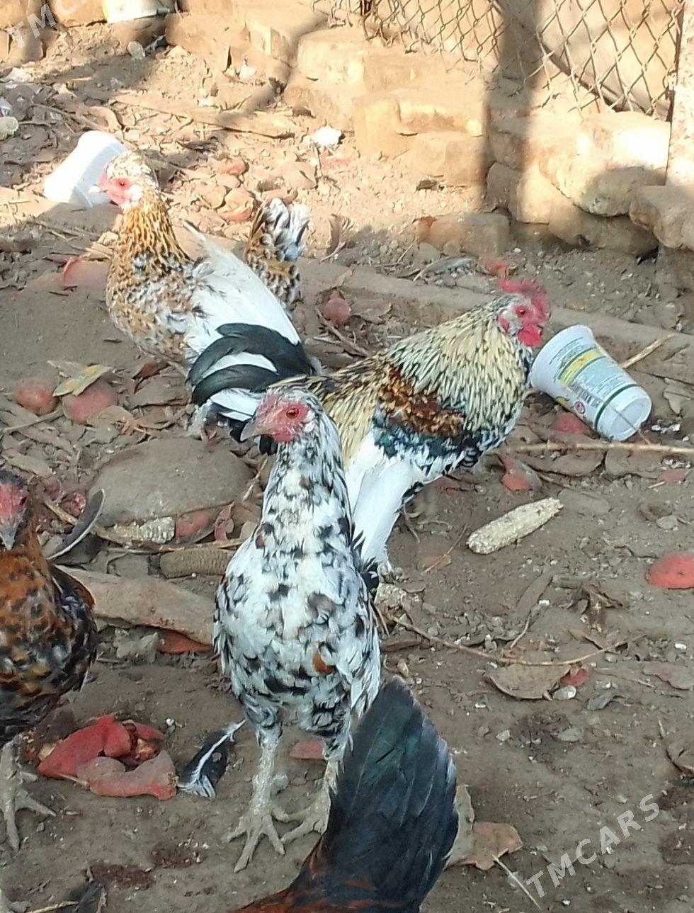 Karlik - Çärjew - img 2