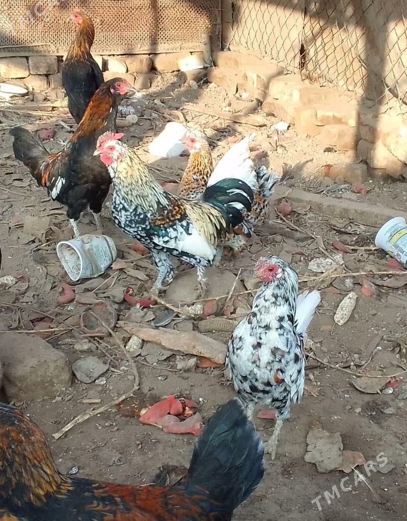 Karlik - Çärjew - img 3