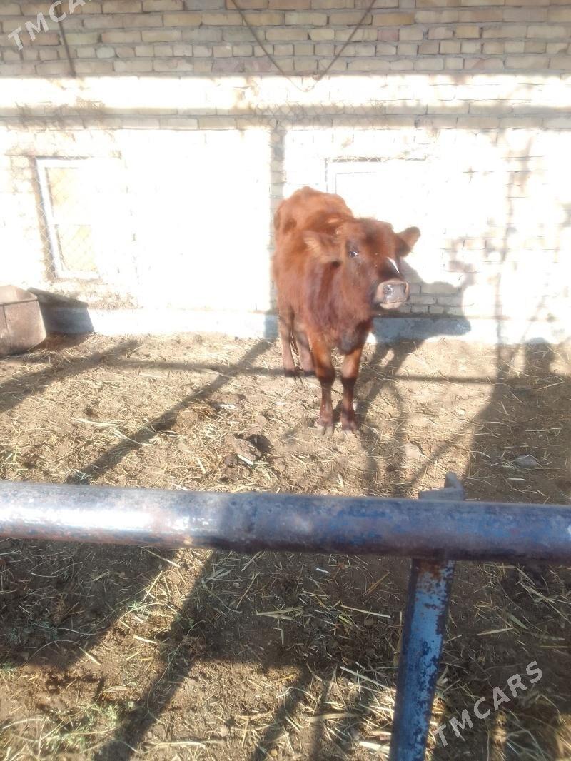 Gunajyn - Чарджоу - img 2