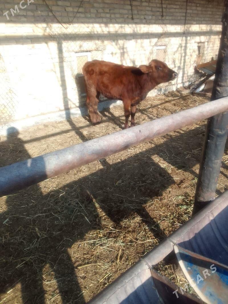 Gunajyn - Чарджоу - img 3