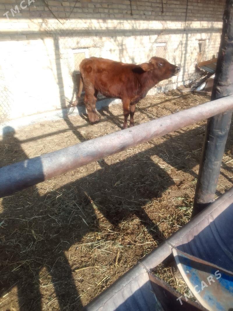 Gunajyn - Чарджоу - img 5