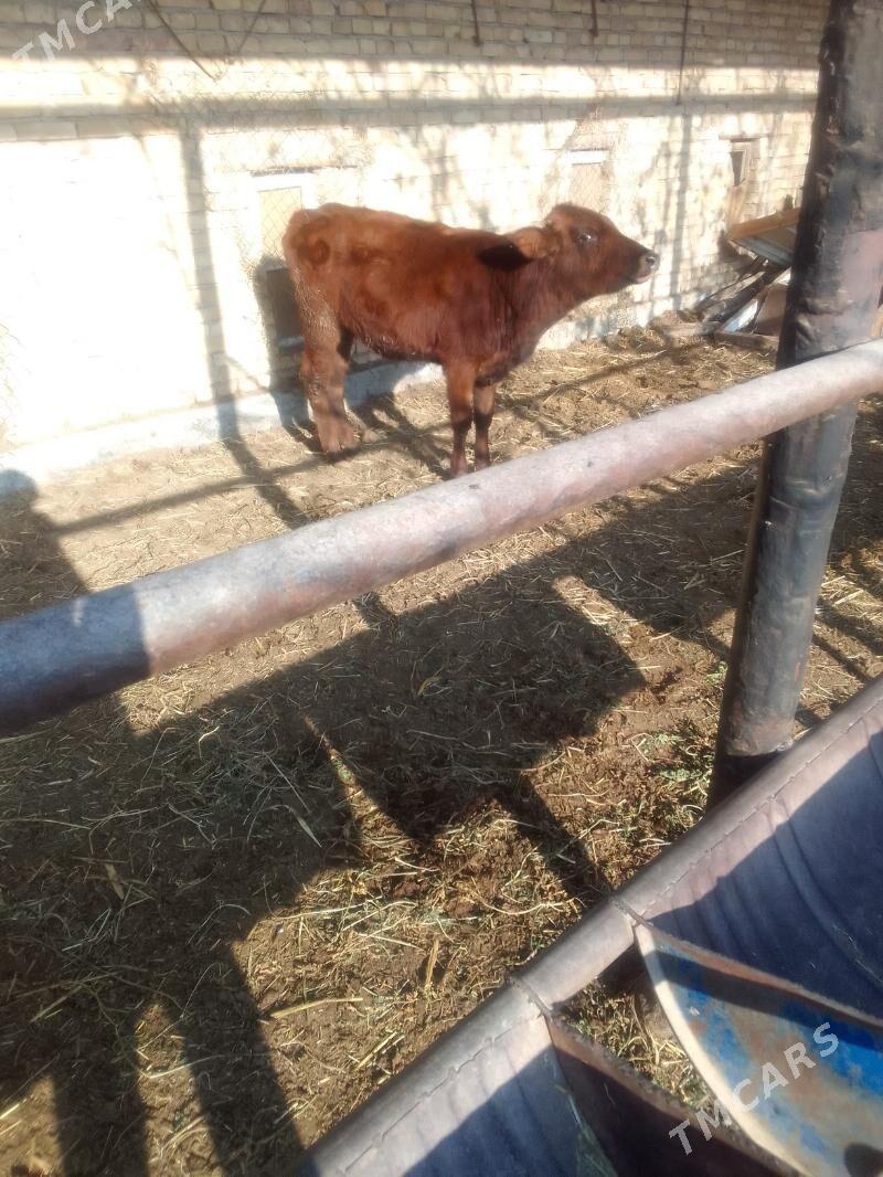 Gunajyn - Чарджоу - img 4