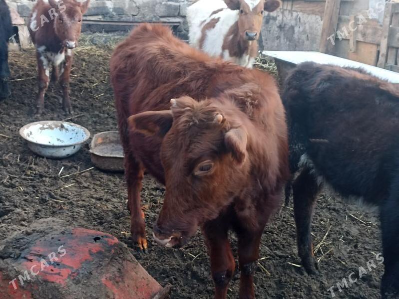 öküzçe tüwe öküz göle - Ашхабад - img 8