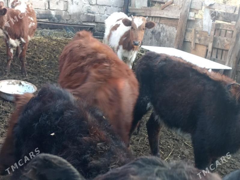 öküzçe tüwe öküz göle - Ашхабад - img 9