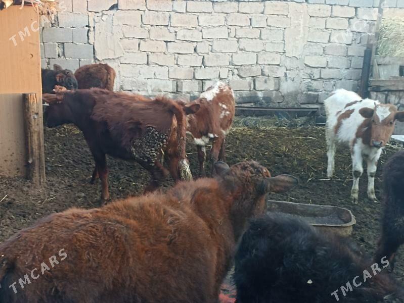 öküzçe tüwe öküz göle - Ашхабад - img 2