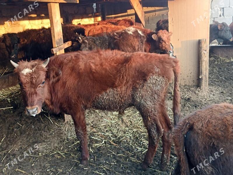 öküzçe tüwe öküz göle - Ашхабад - img 5