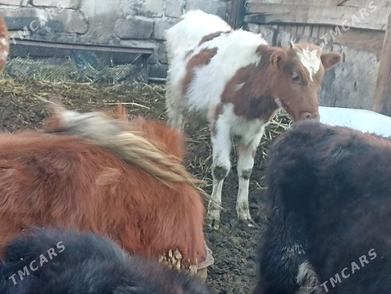 öküzçe tüwe öküz göle - Ашхабад - img 4