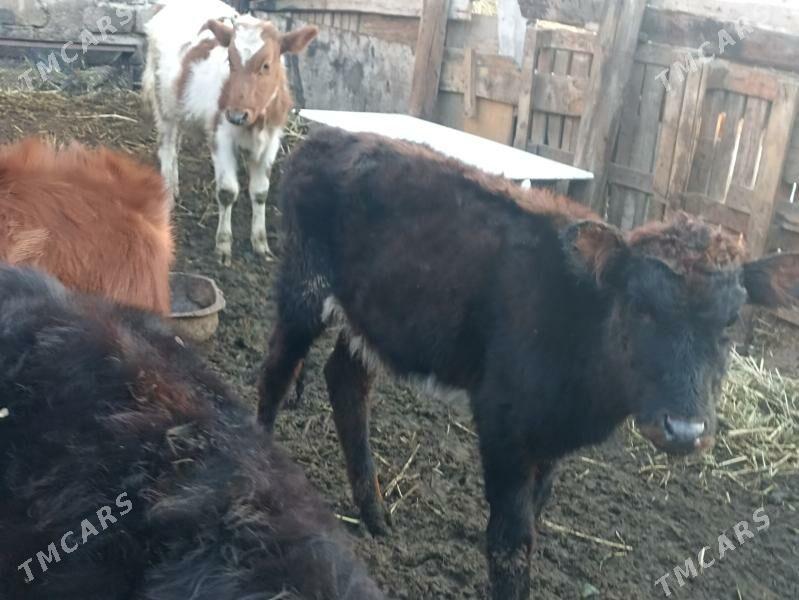 öküzçe tüwe öküz göle - Ашхабад - img 7