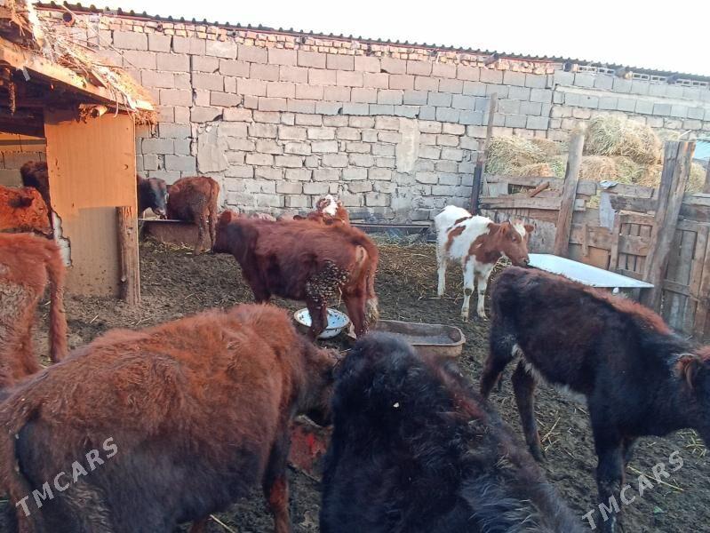 öküzçe tüwe öküz göle - Ашхабад - img 3