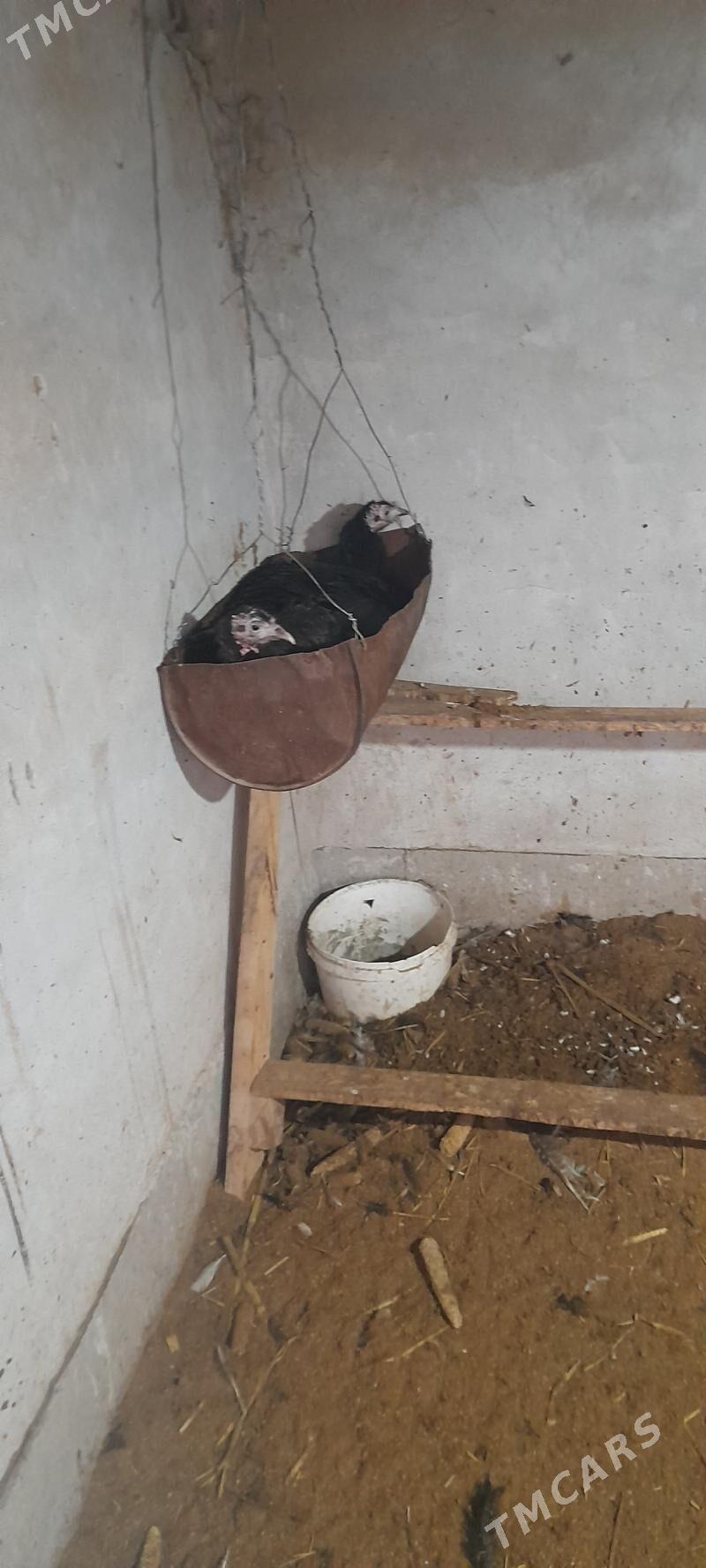 Kuruk induk - Sakar - img 2