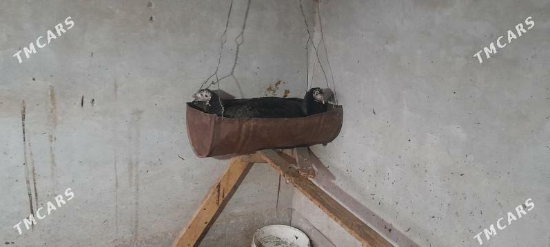 Kuruk induk - Sakar - img 3