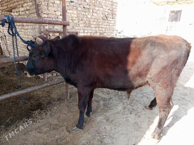 okizokiz - Мургап - img 2