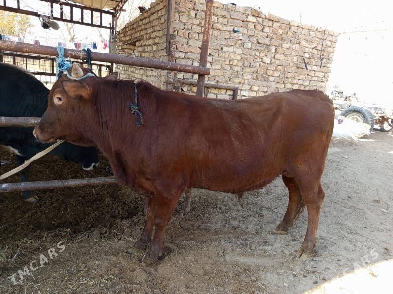 okizokiz - Мургап - img 3