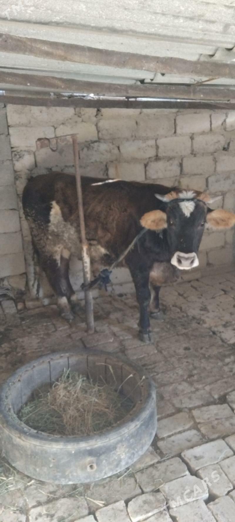 Ökiz - Гёкдепе - img 3