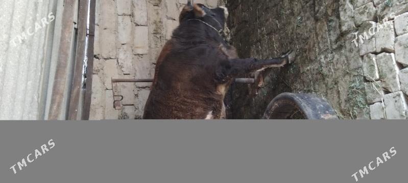 Ökiz - Гёкдепе - img 4