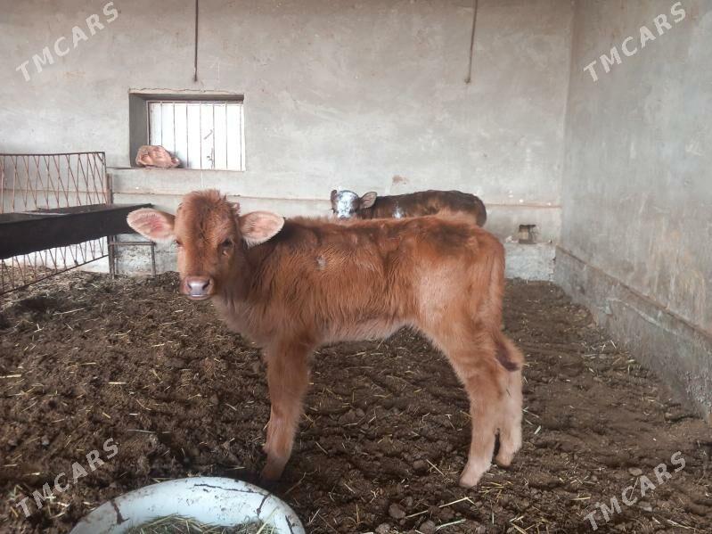 goleler - Векильбазар - img 2