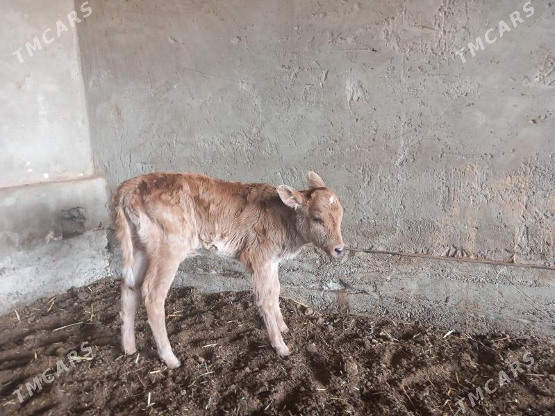 goleler - Векильбазар - img 1