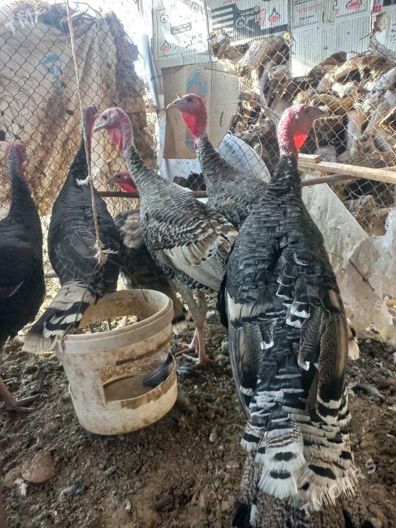 induk - Mary - img 3