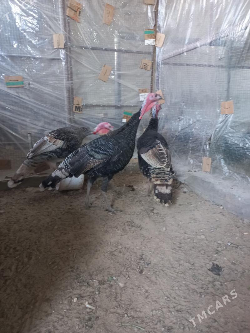 induk - Mary - img 2