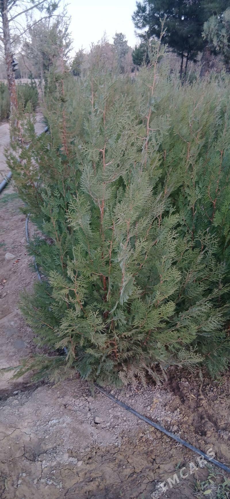 ÿolko - Багир - img 3