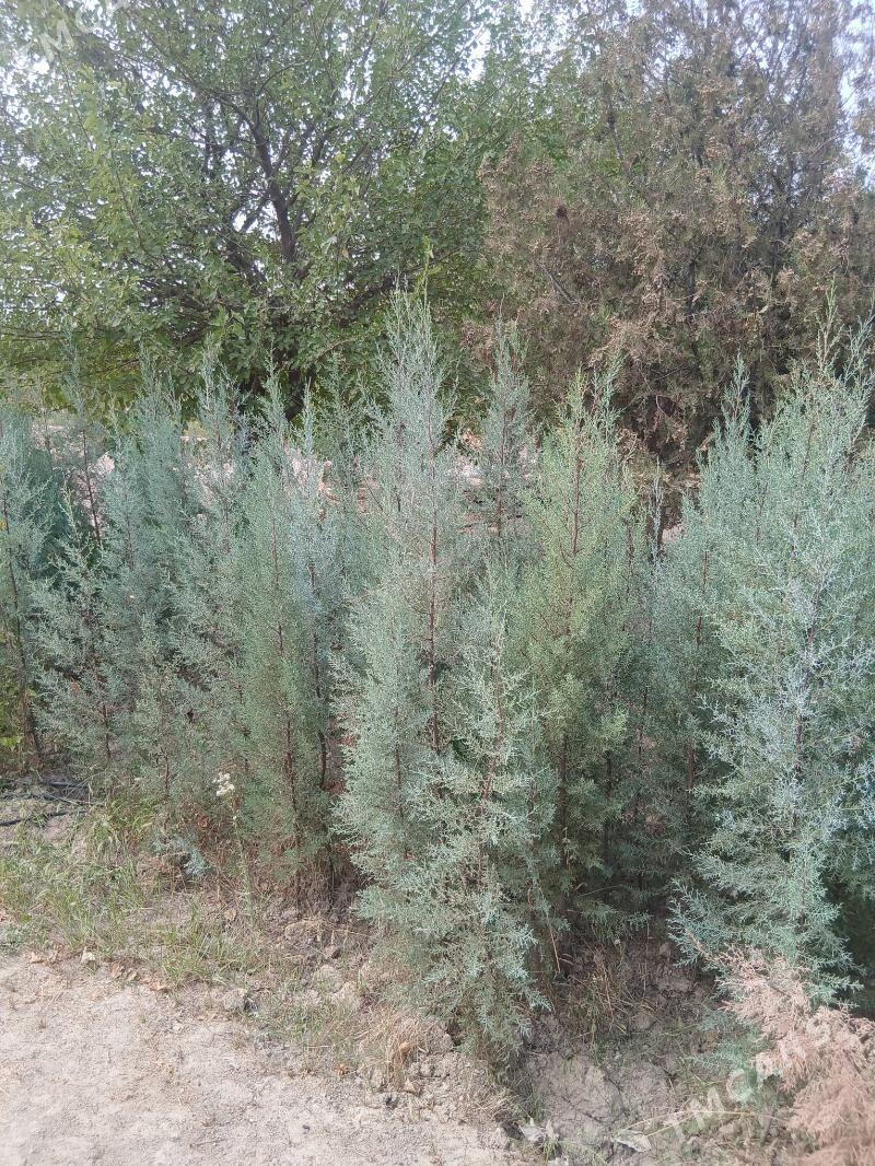 ÿolko - Багир - img 9