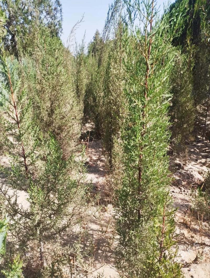 ÿolko - Багир - img 6