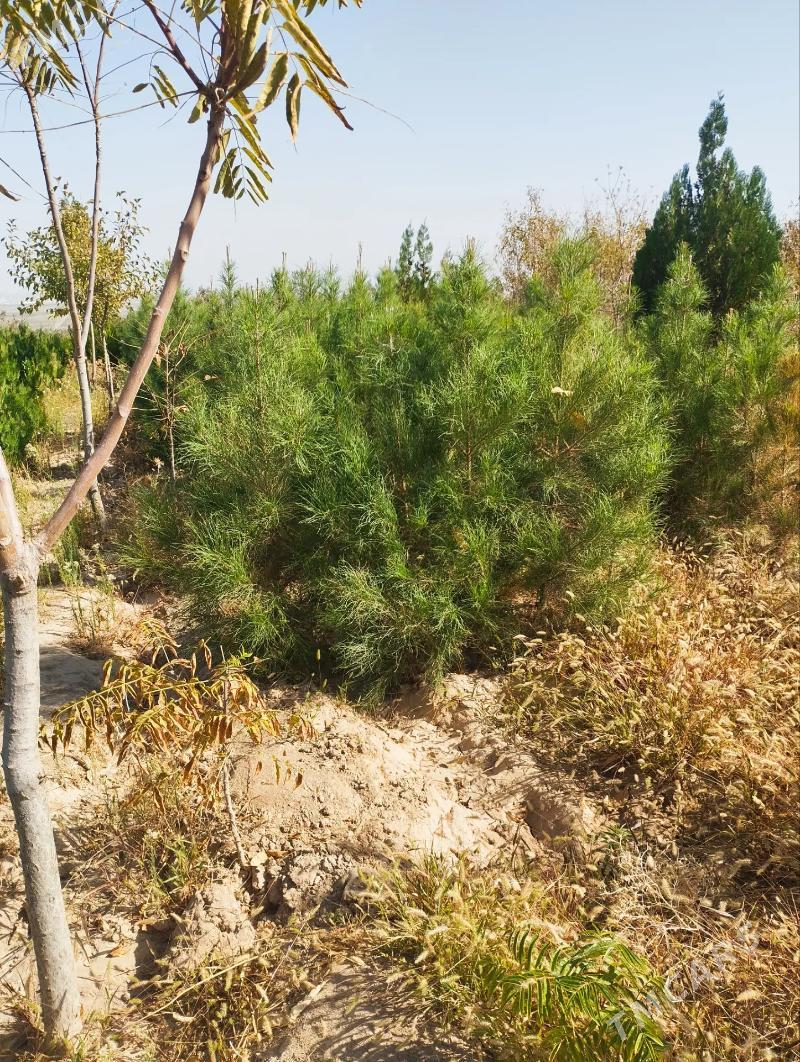 ÿolko - Багир - img 5