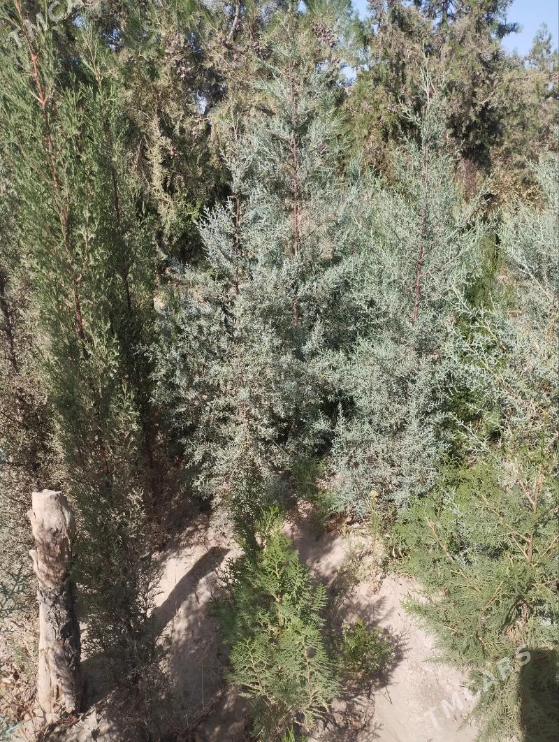 ÿolko - Багир - img 7