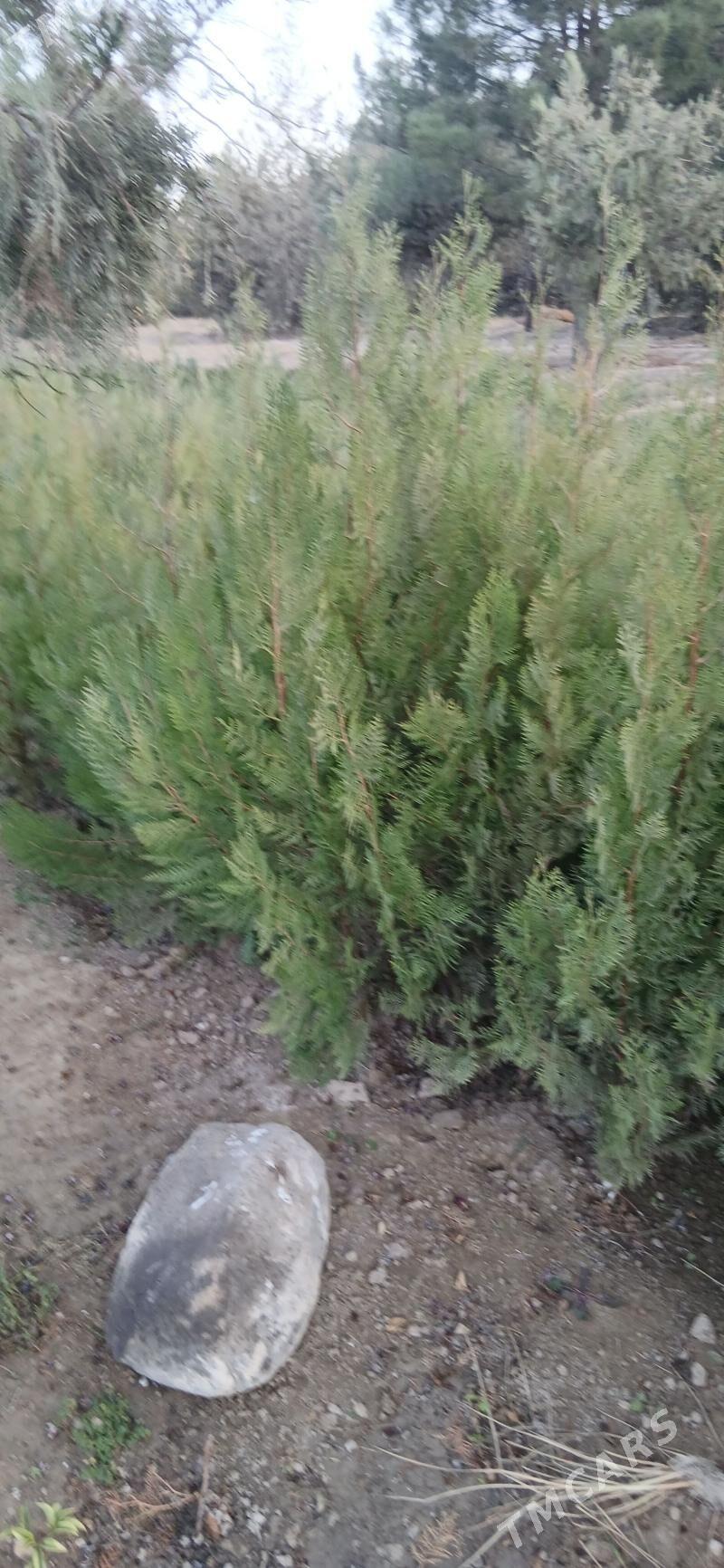 ÿolko - Багир - img 2