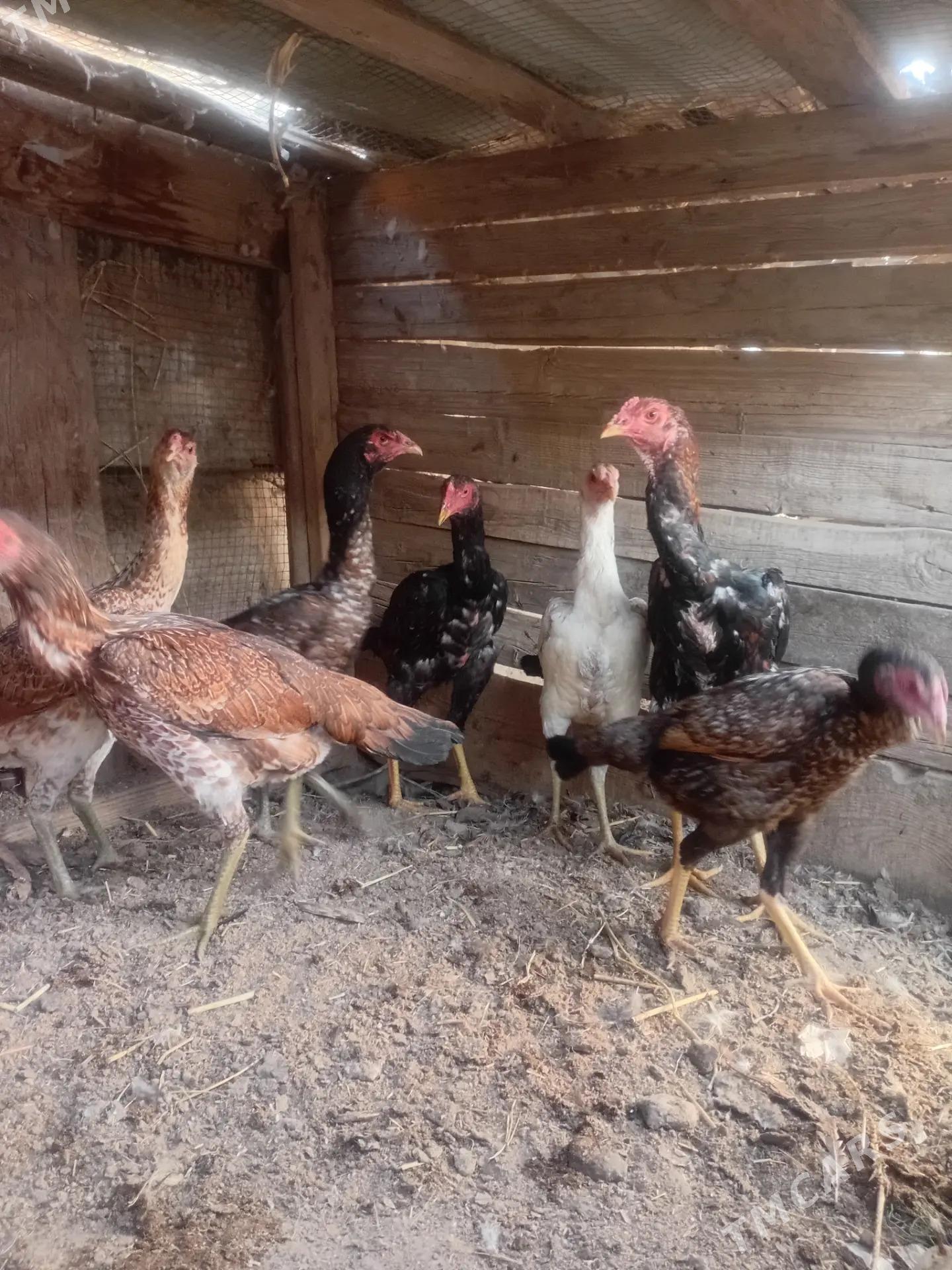 azil tohumy galan maglumat jan - Türkmenabat - img 2