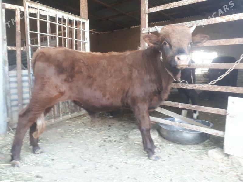 Okuzceler - Векильбазар - img 1