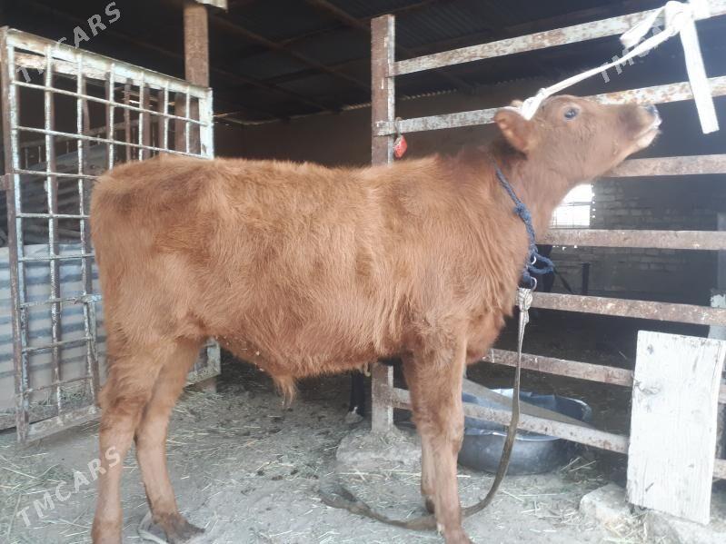 Okuzceler - Векильбазар - img 3