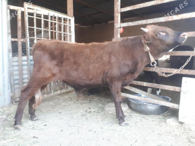 Okuzceler - Векильбазар - img 2