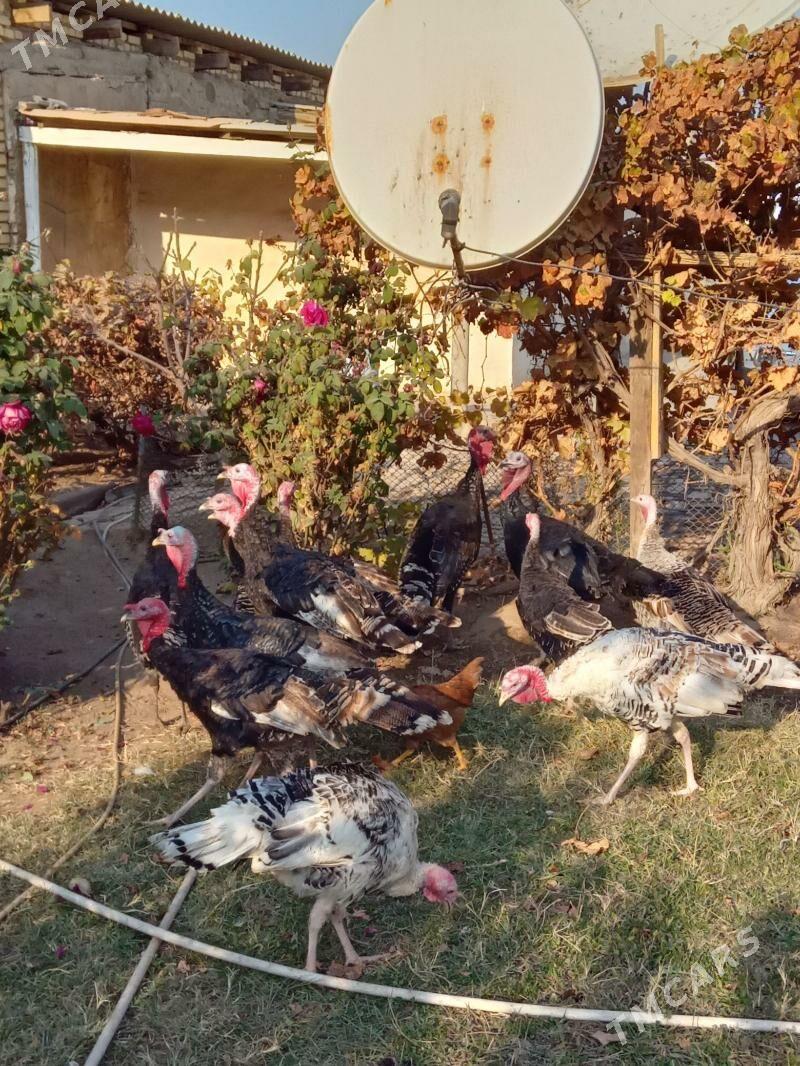 lnduk Horaz - Мары - img 2