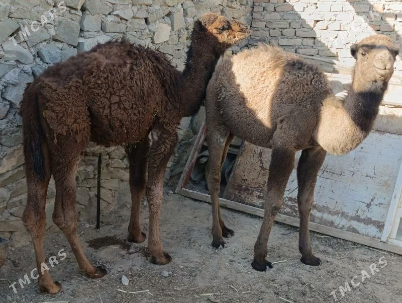 torym - Берекет - img 2