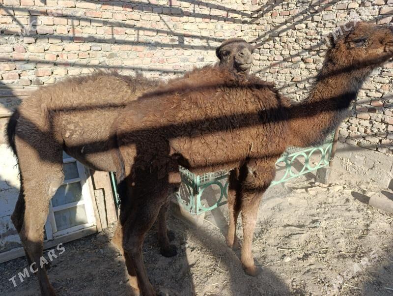 torym - Берекет - img 4